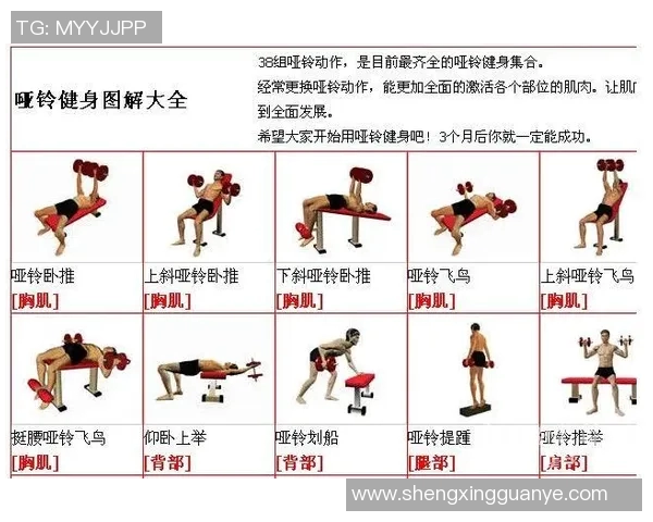 哑铃凳助力背部训练全面解析与实用技巧分享